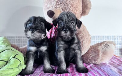 Foto del mese (gennaio 2026)