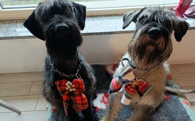 Foto del mese (febbraio 2026)