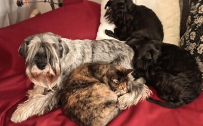 Foto del mese (marzo 2026)