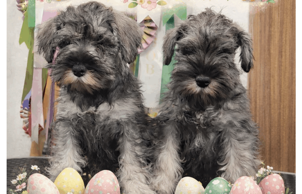 Foto del mese (aprile 2026)