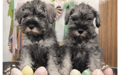 Foto del mese (aprile 2026)