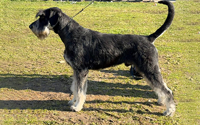 Allevatori di Riesenschnauzer nero argento